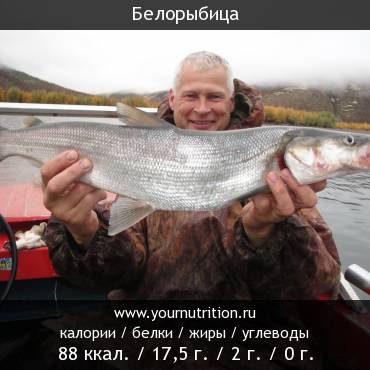 Белорыбица
