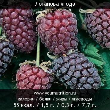 Логанова ягода: калорийность и содержание белков, жиров, углеводов