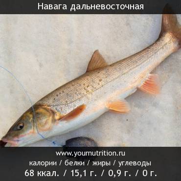 Навага дальневосточная: калорийность и содержание белков, жиров, углеводов