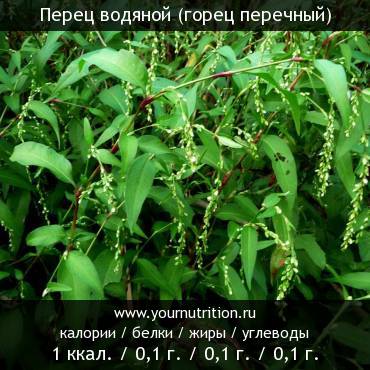 Перец водяной (горец перечный): калорийность и содержание белков, жиров, углеводов