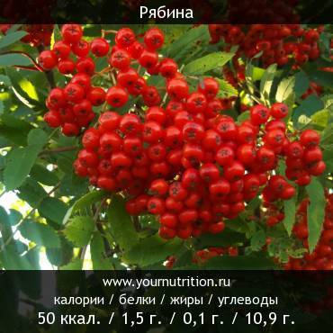 Рябина: калорийность и содержание белков, жиров, углеводов
