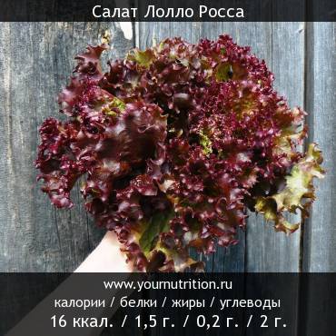 Салат Лолло Росса: калорийность и содержание белков, жиров, углеводов