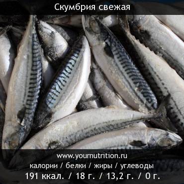 Скумбрия свежая: калорийность и содержание белков, жиров, углеводов Скумбрия свежая: калорийность и содержание белков, жиров, углеводов
