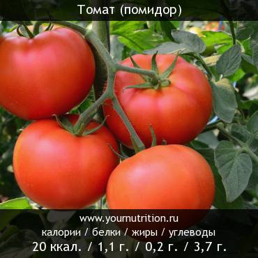 Томат (помидор): калорийность и содержание белков, жиров, углеводов