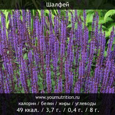 Шалфей: калорийность и содержание белков, жиров, углеводов