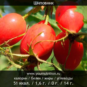 Шиповник: калорийность и содержание белков, жиров, углеводов