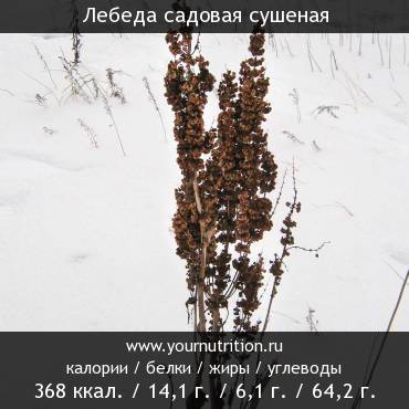 Лебеда садовая сушеная: калорийность и содержание белков, жиров, углеводов